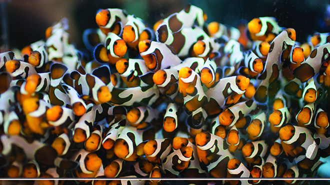 An image of clownfish in a tank in the Wet Lab at Roger Williams