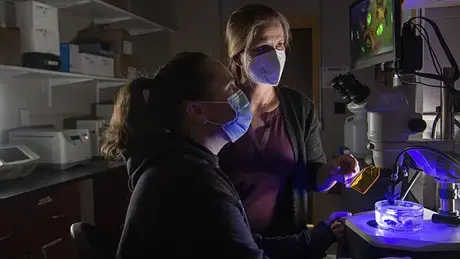 Professor Koty Sharp and a student looking at Astrangia through a microscope