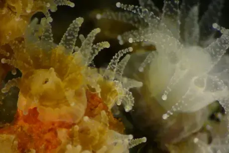 Microscopic look at coral